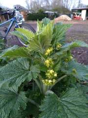 Scrophularia vernalis