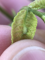 Phylloxera caryaemagna