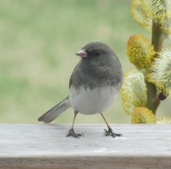 Junco hyemalis