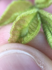 Phylloxera caryaemagna