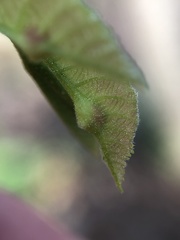 Phylloxera caryaemagna