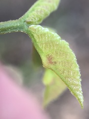 Phylloxera caryaemagna