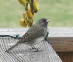 Junco hyemalis