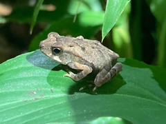 Incilius aucoinae