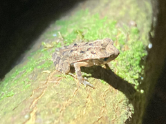 Incilius aucoinae