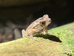 Incilius aucoinae