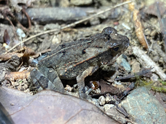 Incilius aucoinae