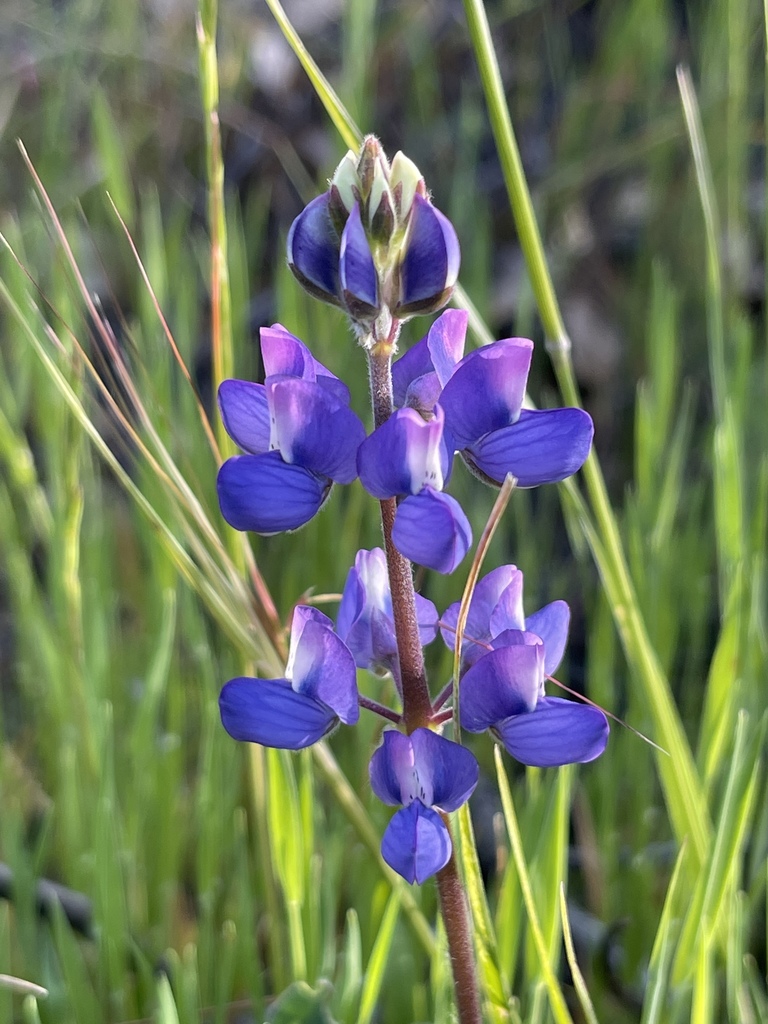 Succulent lupine