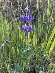 Lupinus affinis