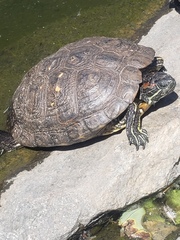 Trachemys scripta elegans