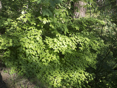 Cornus nuttallii