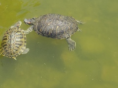 Trachemys scripta elegans