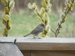 Junco hyemalis