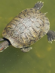 Trachemys scripta elegans