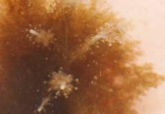 Sarsia