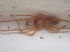 Cheiracanthium canariense