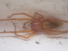 Cheiracanthium canariense