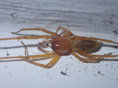 Cheiracanthium canariense