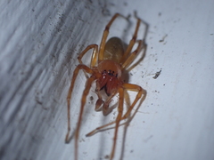 Cheiracanthium canariense