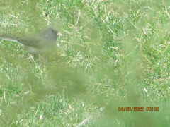 Junco hyemalis