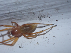 Cheiracanthium canariense