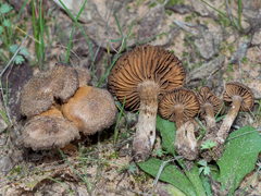 Cortinarius scobinaceus