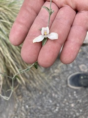 Carlowrightia