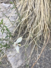 Carlowrightia