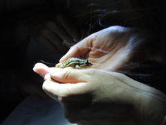 Leptodactylus gracilis