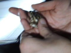 Leptodactylus gracilis