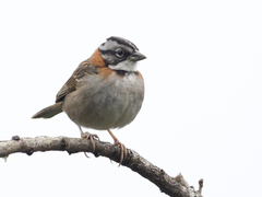 Zonotrichia capensis