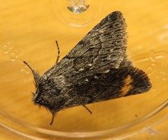 Pleromelloida conserta