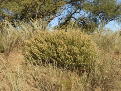 Baccharis linearifolia