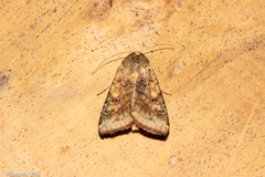 Helicoverpa armigera conferta