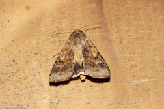 Helicoverpa armigera conferta