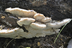Aurantiporus