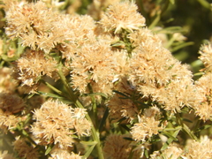 Baccharis linearifolia