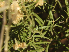 Baccharis linearifolia