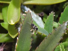 Ochrimnus cinctipennis