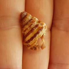 Alanbeuella corrugata