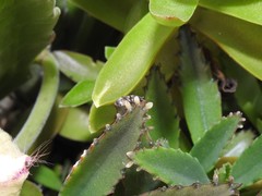 Ochrimnus cinctipennis