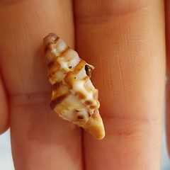 Alanbeuella corrugata