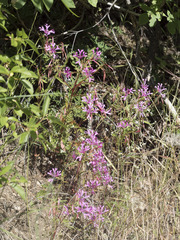 Clarkia concinna concinna
