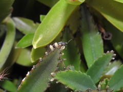 Ochrimnus cinctipennis