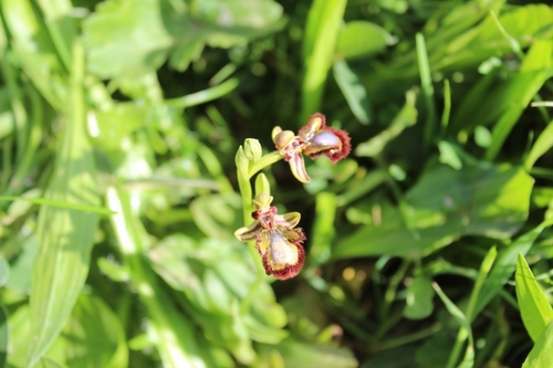 Ophrys speculum subsp. speculum image
