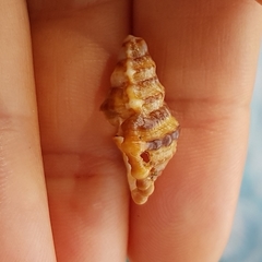 Alanbeuella corrugata