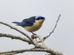 Pipraeidea melanonota