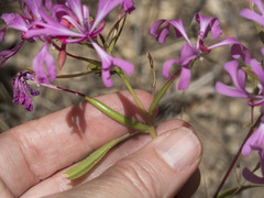 Clarkia concinna concinna