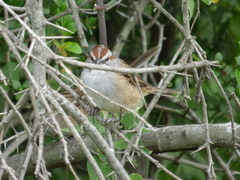 Rhynchospiza strigiceps