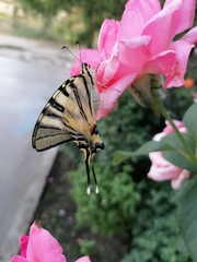 Iphiclides podalirius